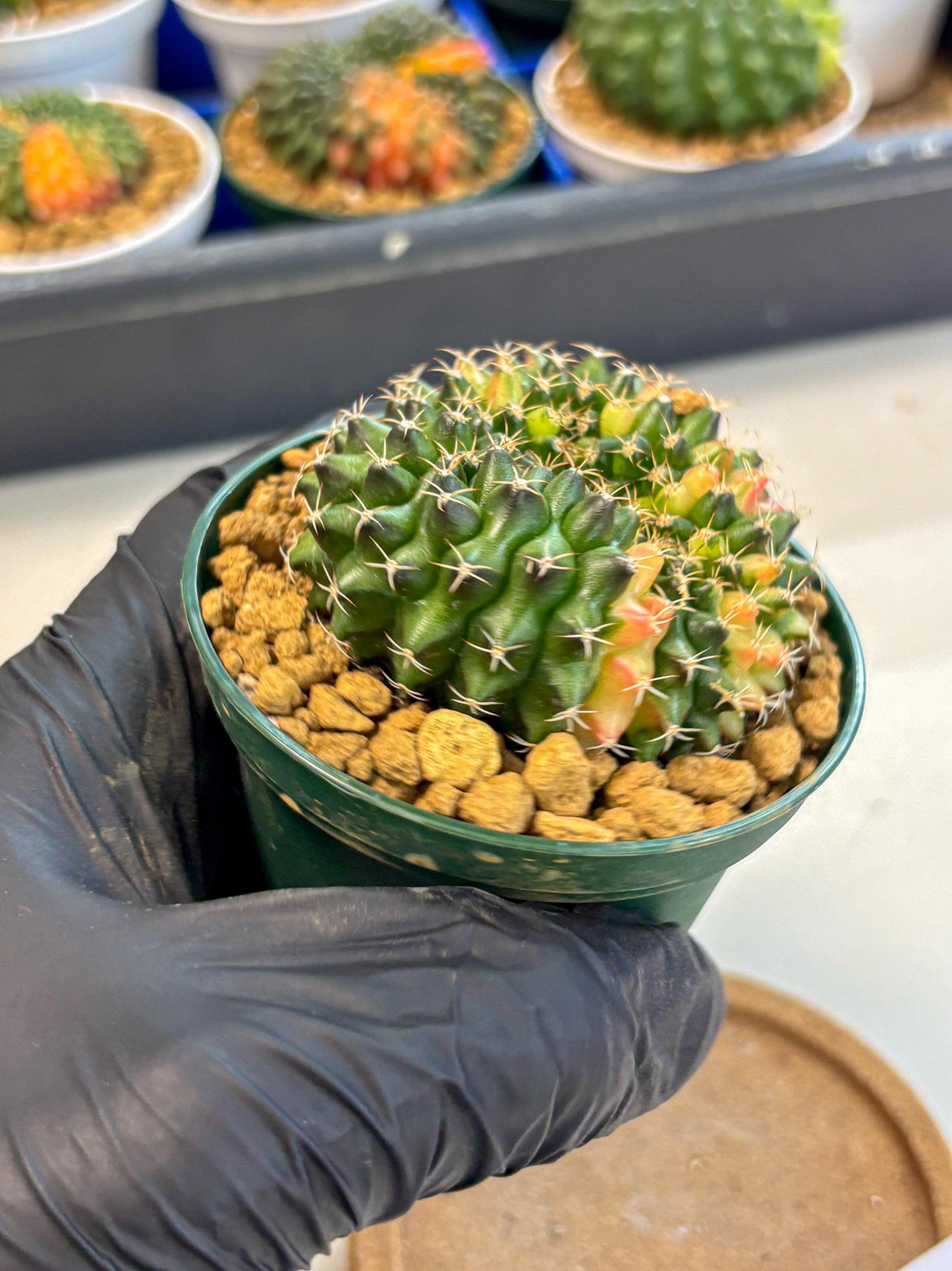 Gymnocalycium Inermis Cristata (gy9) (g1) | Variegated Cactus