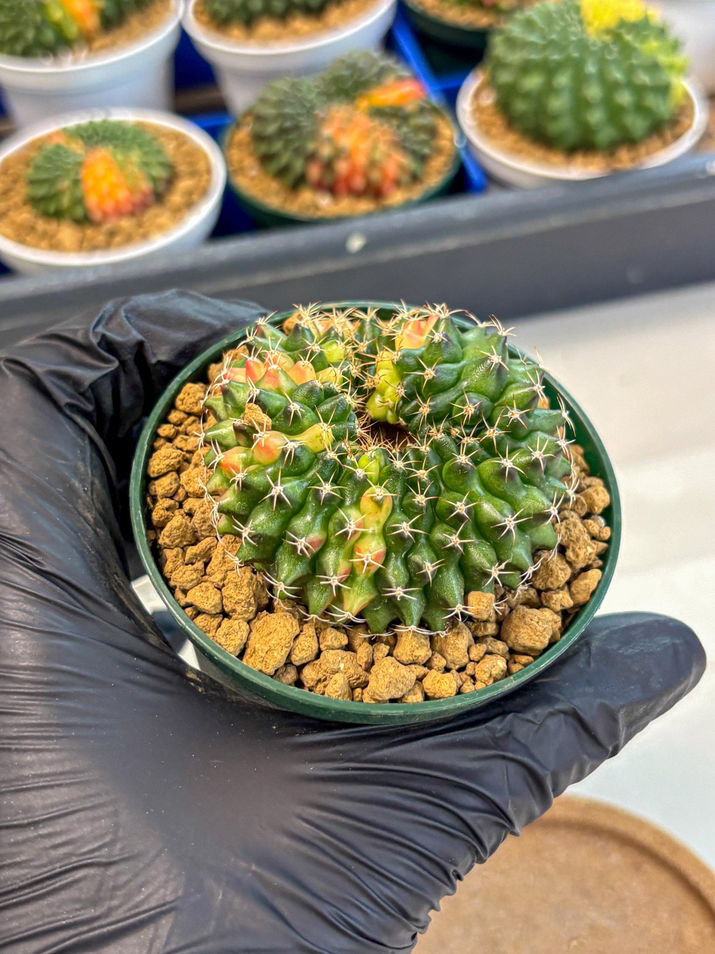 Gymnocalycium Inermis Cristata (gy9) (g1) | Variegated Cactus