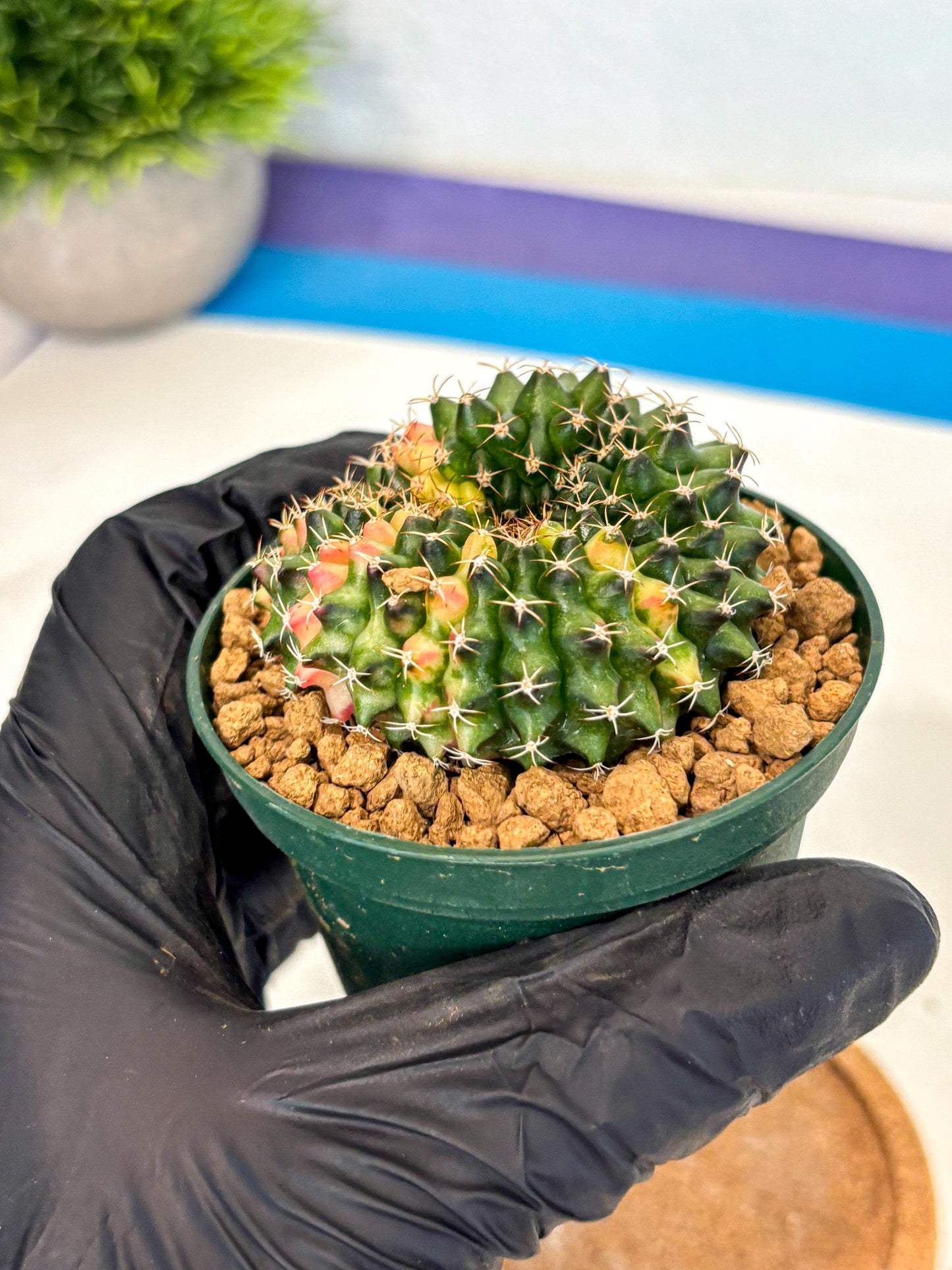 Gymnocalycium Inermis Cristata (gy9) (g1) | Variegated Cactus
