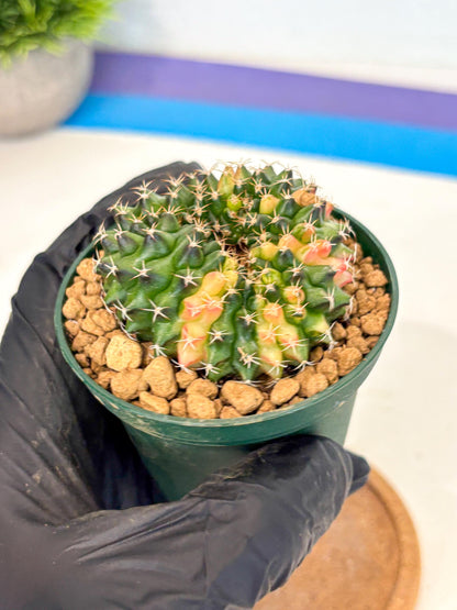 Gymnocalycium Inermis Cristata (gy9) (g1) | Variegated Cactus