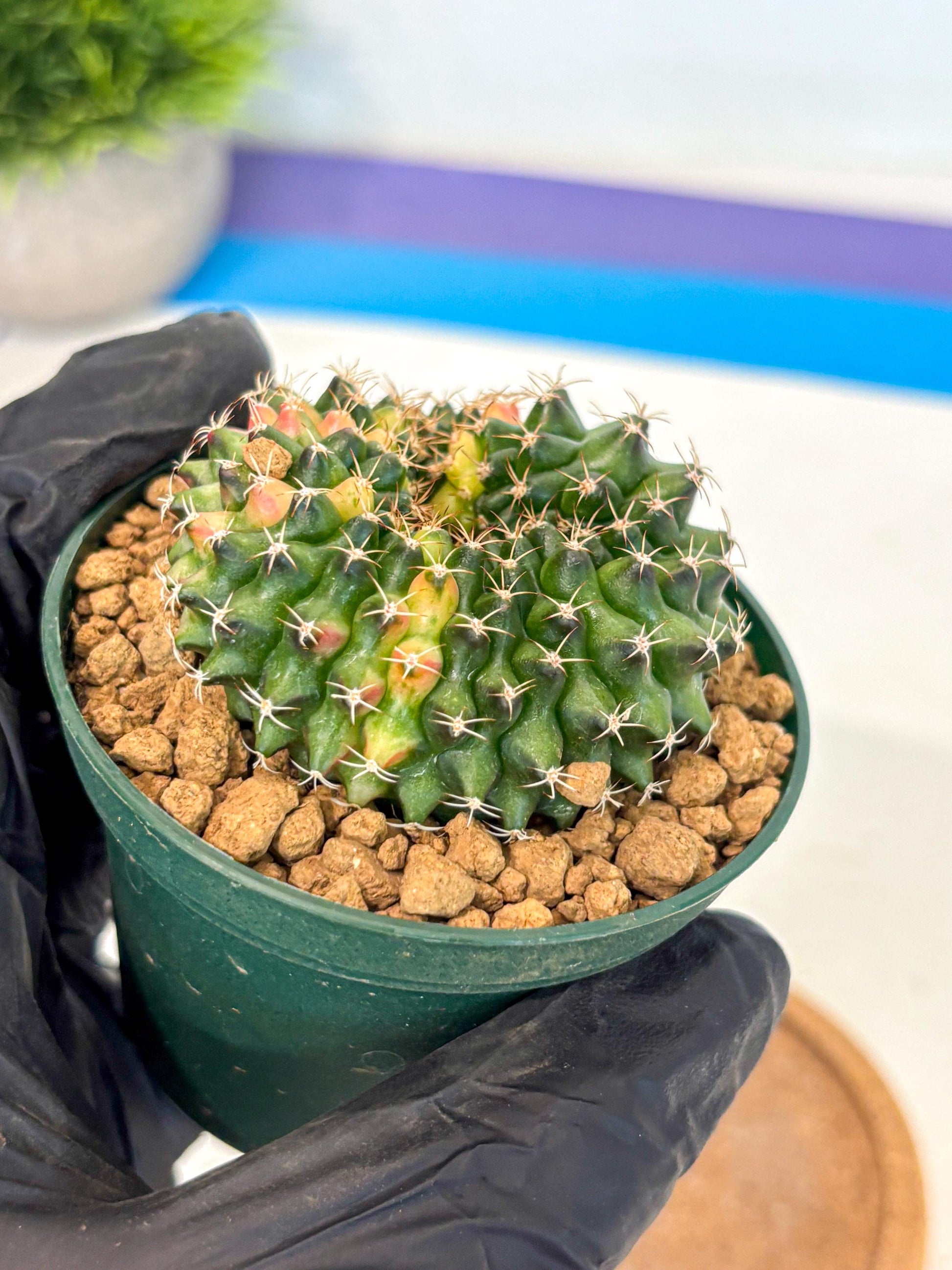 Gymnocalycium Inermis Cristata (gy9) (g1) | Variegated Cactus
