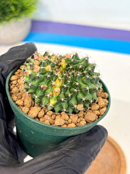 Gymnocalycium Inermis Cristata (gy9) (g1) | Variegated Cactus
