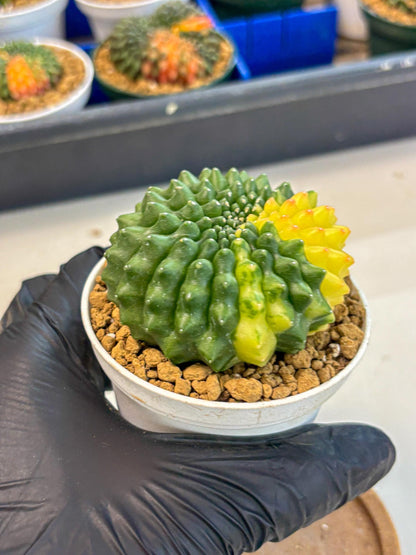 Gymnocalycium Inermis Cristata (gy9) (g2) | Variegated Cactus