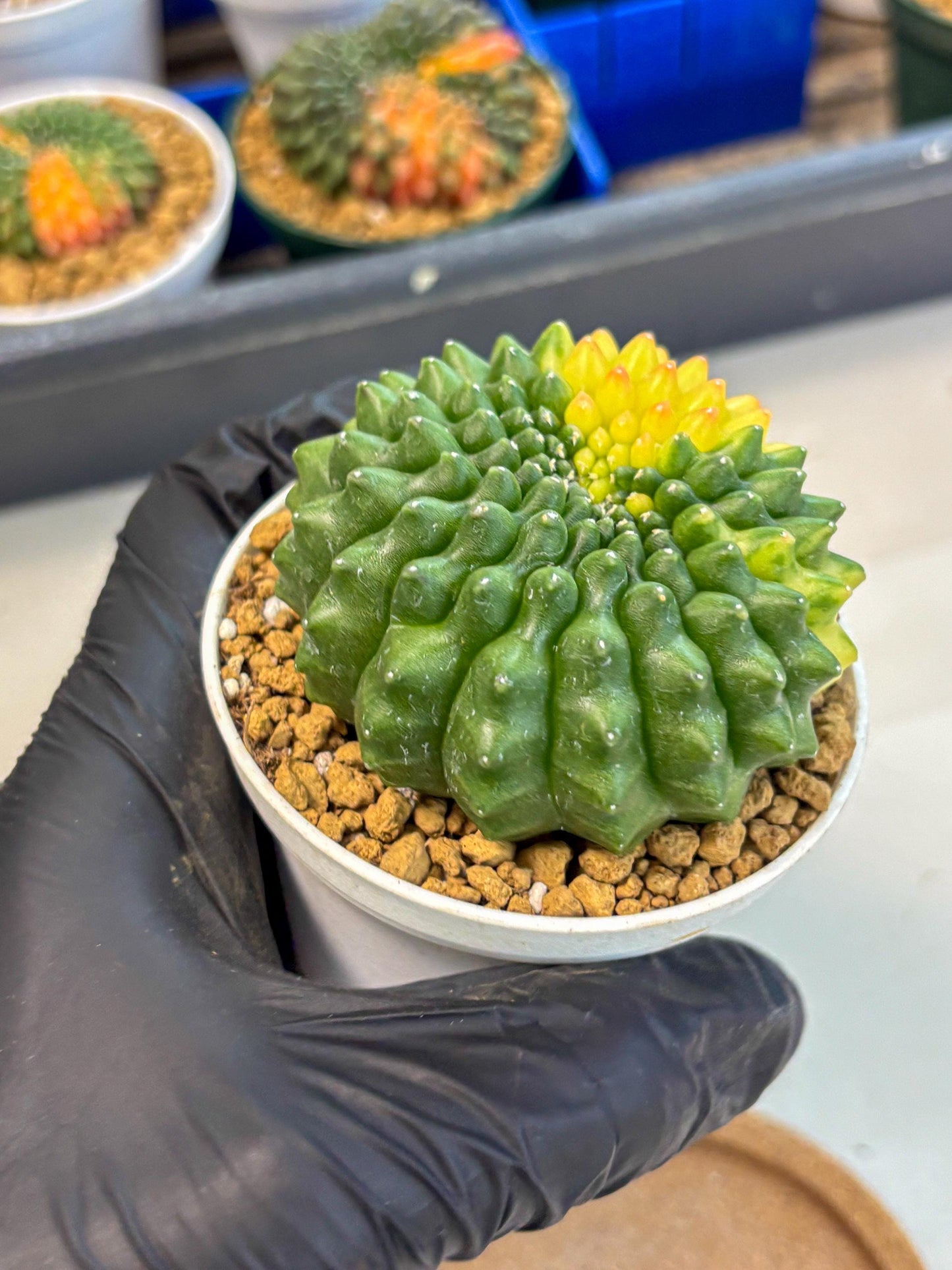 Gymnocalycium Inermis Cristata (gy9) (g2) | Variegated Cactus