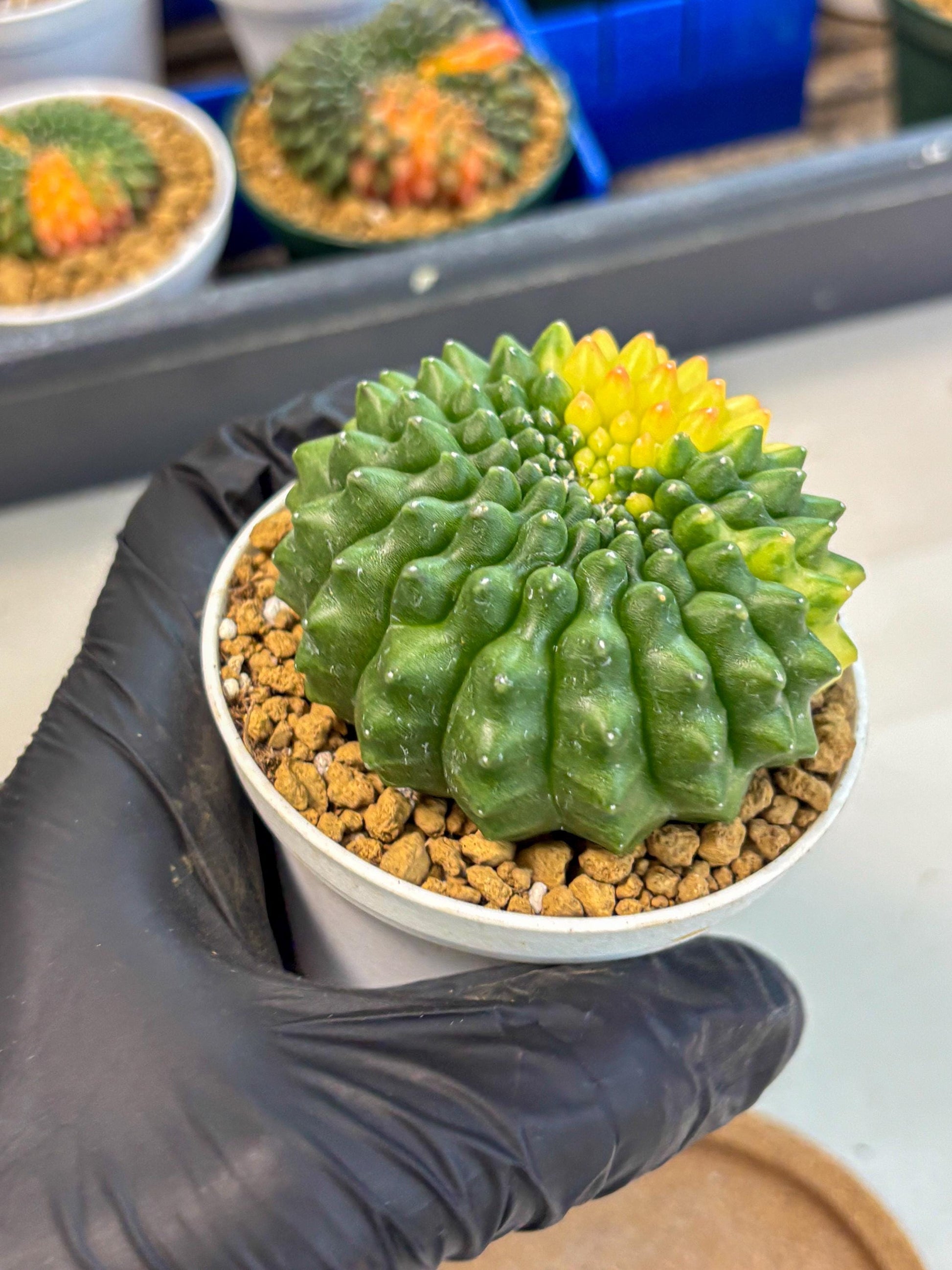 Gymnocalycium Inermis Cristata (gy9) (g2) | Variegated Cactus