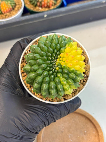 Gymnocalycium Inermis Cristata (gy9) (g2) | Variegated Cactus