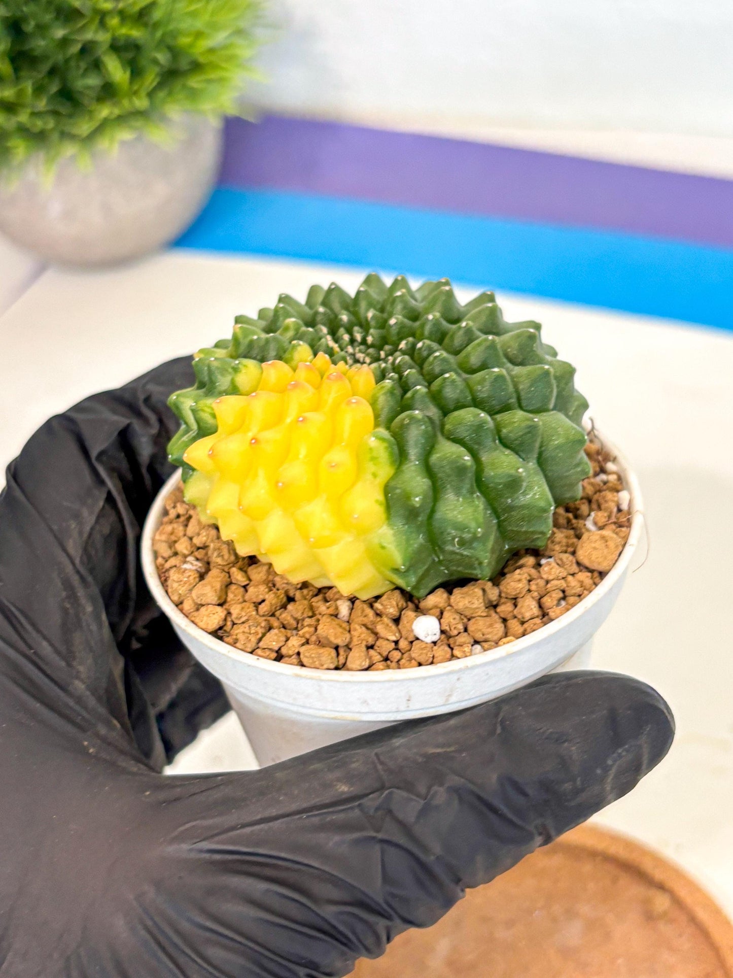 Gymnocalycium Inermis Cristata (gy9) (g2) | Variegated Cactus