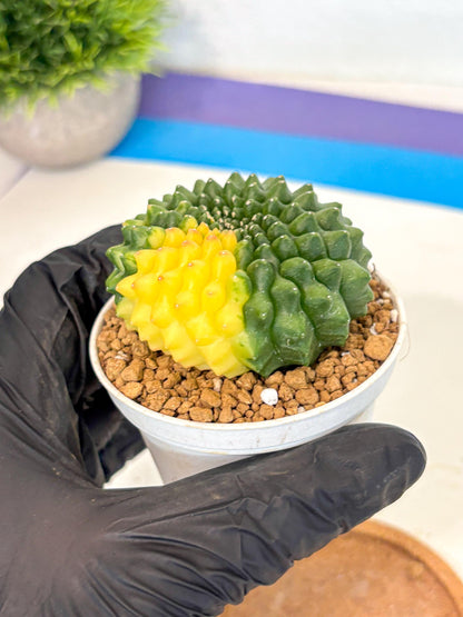Gymnocalycium Inermis Cristata (gy9) (g2) | Variegated Cactus