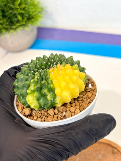 Gymnocalycium Inermis Cristata (gy9) (g2) | Variegated Cactus