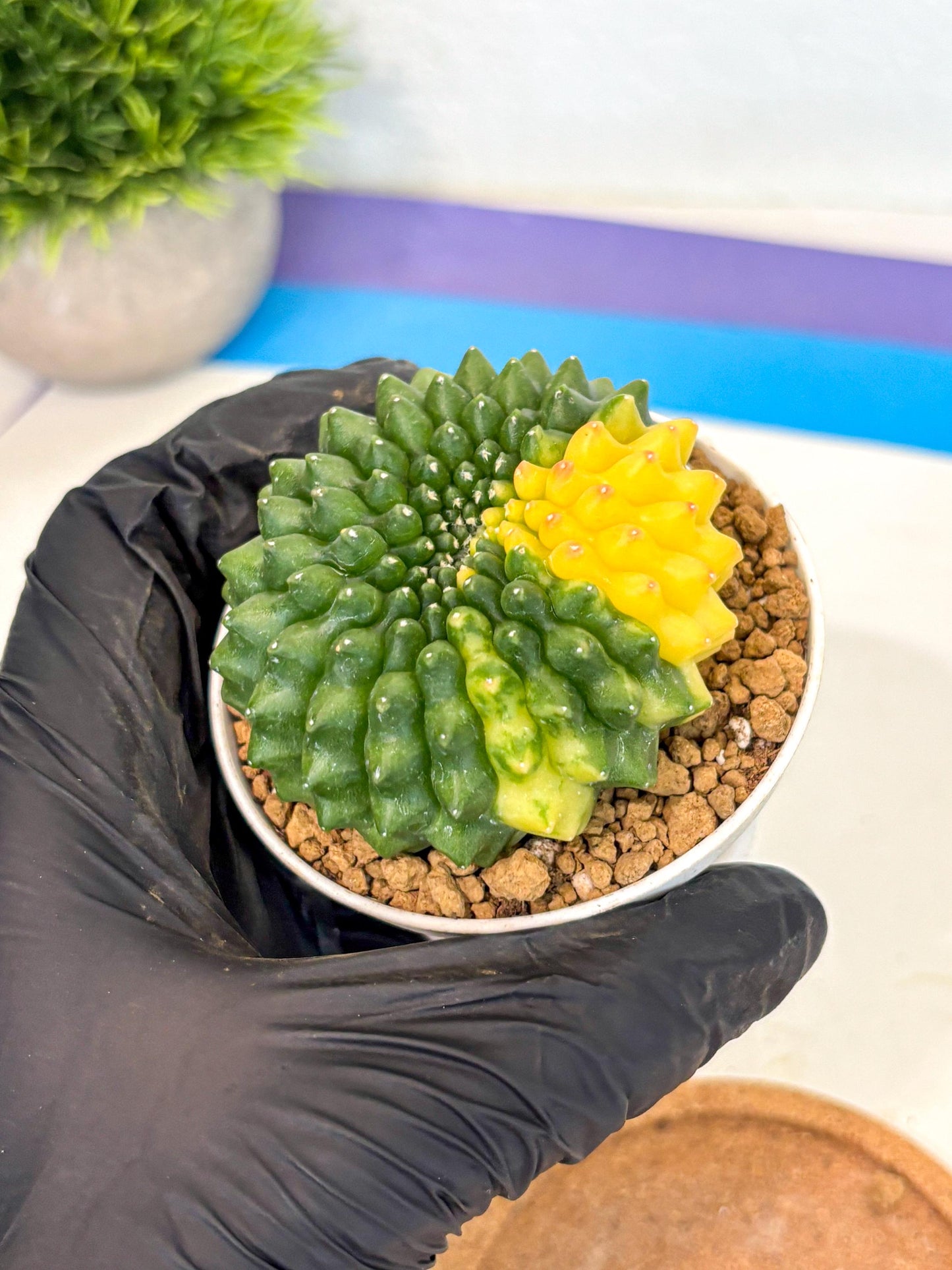 Gymnocalycium Inermis Cristata (gy9) (g2) | Variegated Cactus