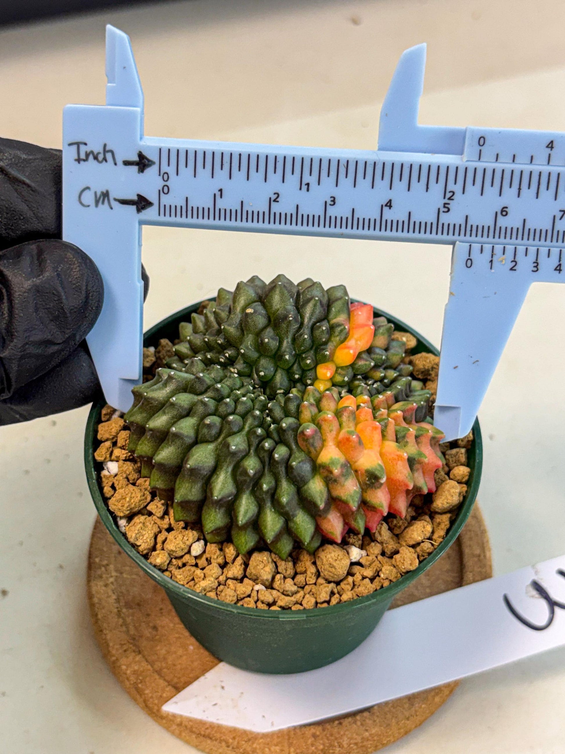 Gymnocalycium Inermis Cristata (gy9) (g3) | Variegated Cactus