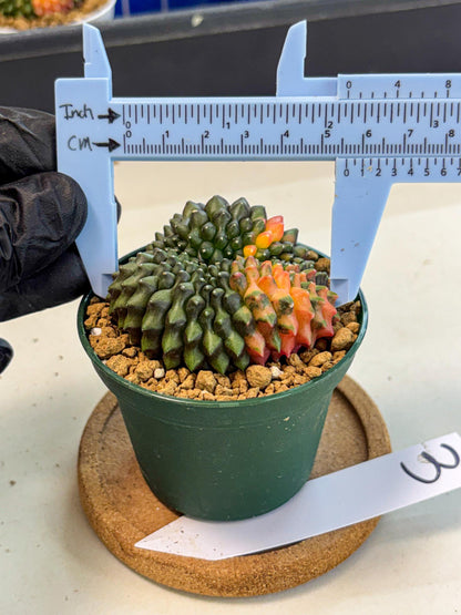Gymnocalycium Inermis Cristata (gy9) (g3) | Variegated Cactus