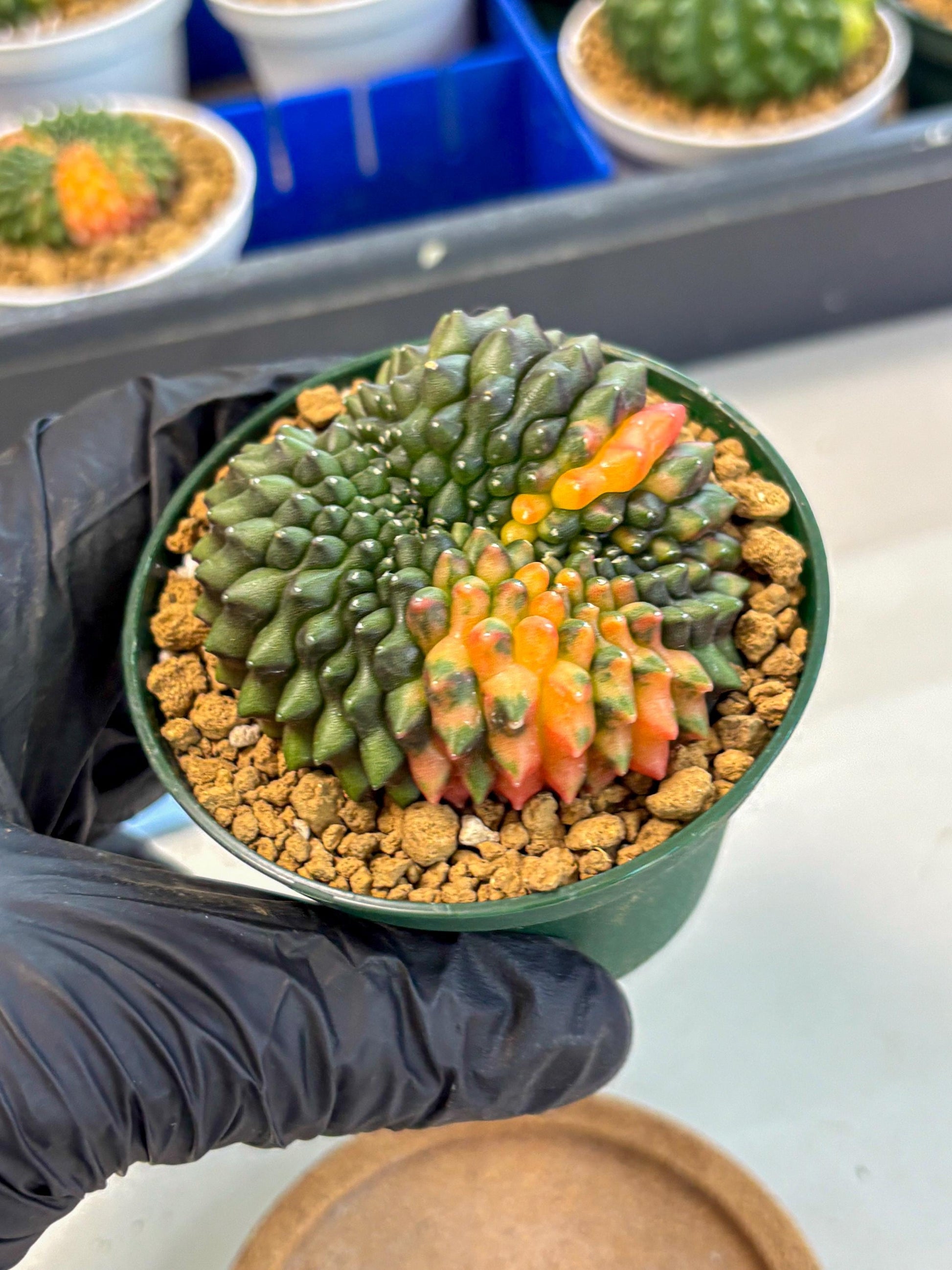 Gymnocalycium Inermis Cristata (gy9) (g3) | Variegated Cactus