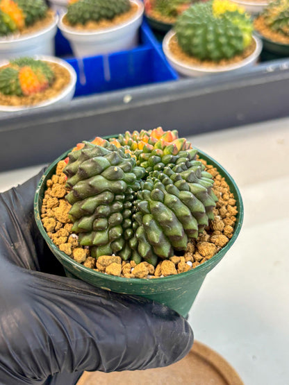 Gymnocalycium Inermis Cristata (gy9) (g3) | Variegated Cactus