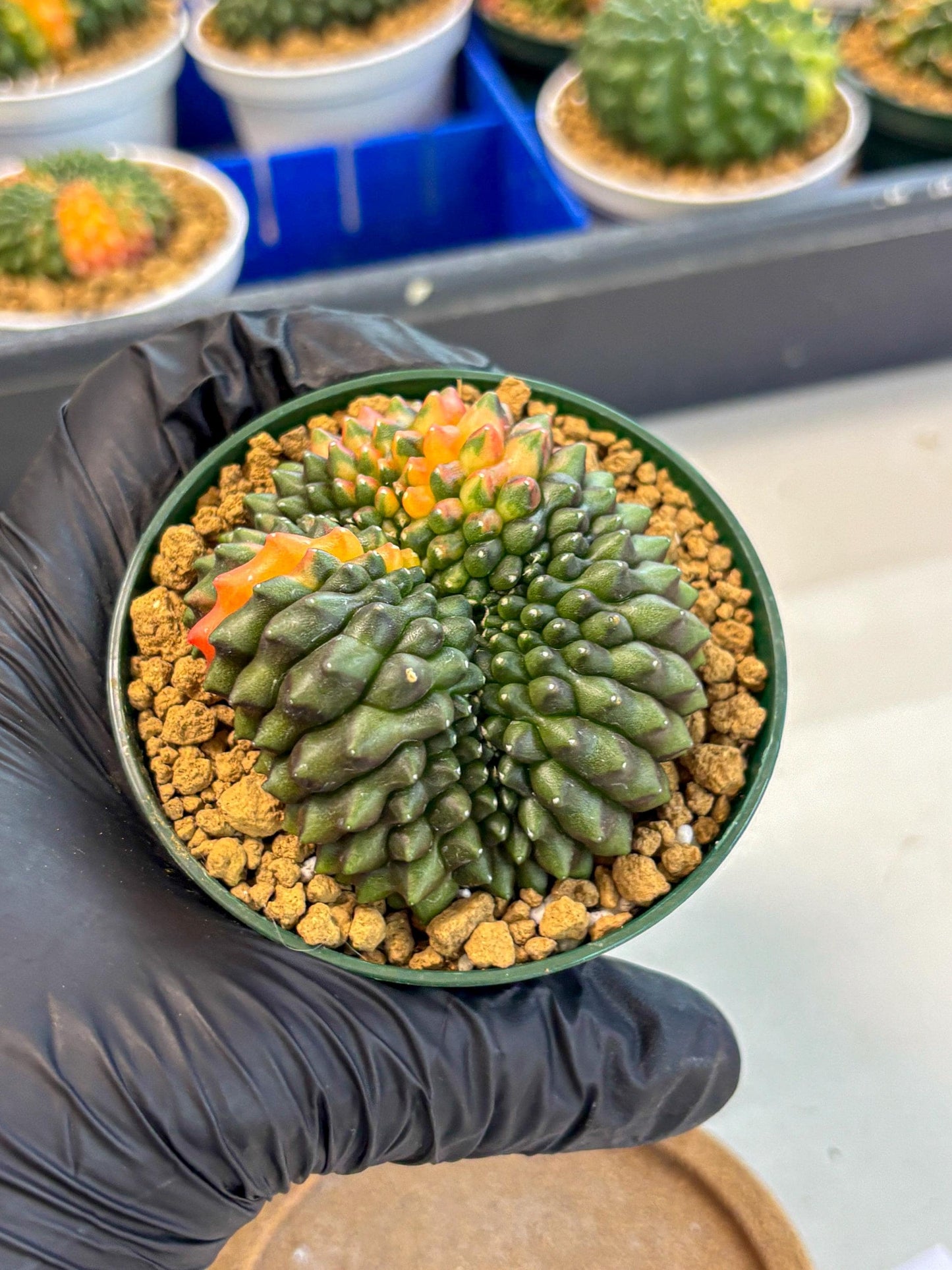 Gymnocalycium Inermis Cristata (gy9) (g3) | Variegated Cactus