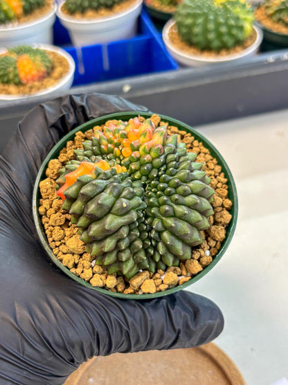 Gymnocalycium Inermis Cristata (gy9) (g3) | Variegated Cactus