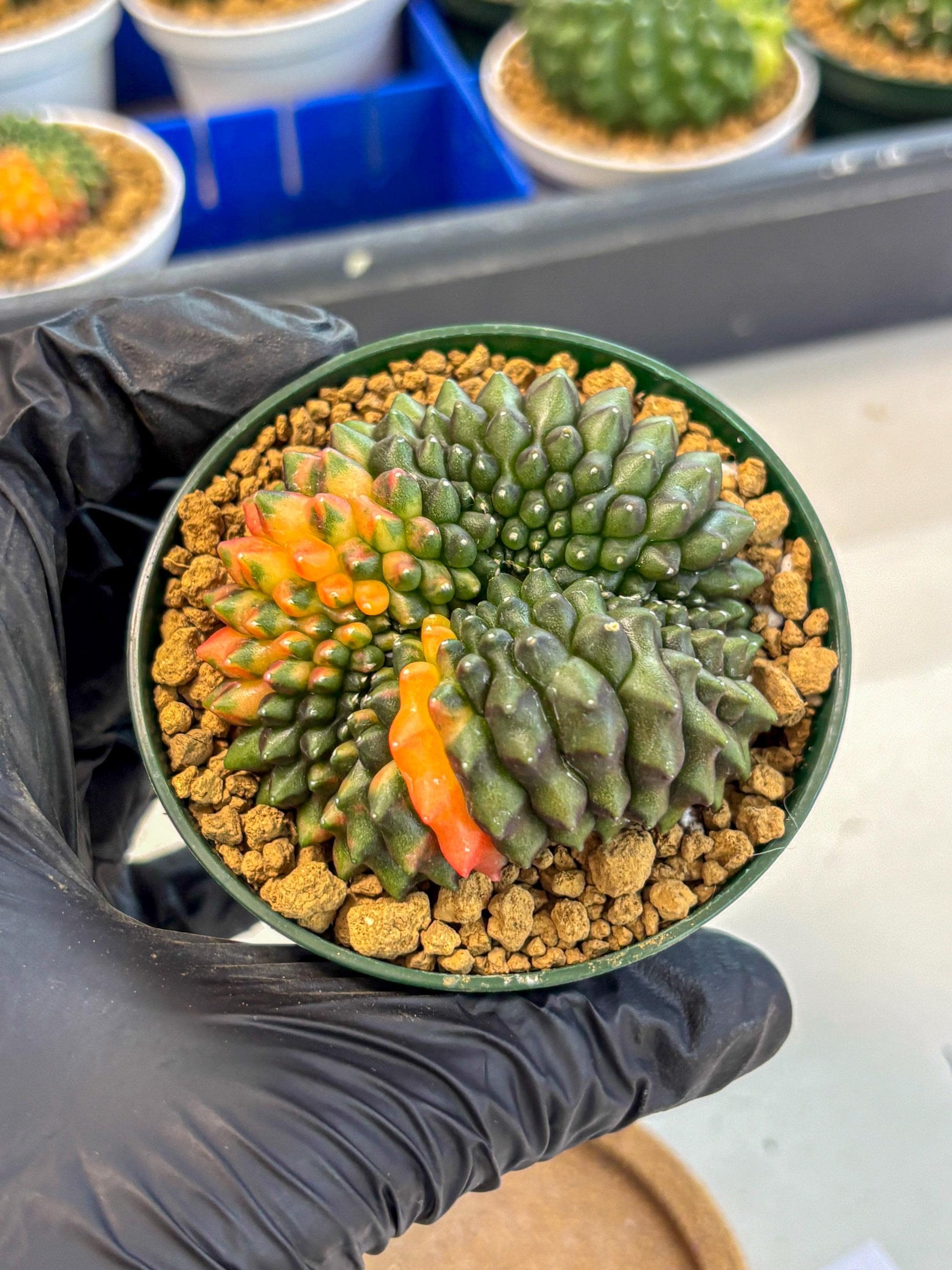 Gymnocalycium Inermis Cristata (gy9) (g3) | Variegated Cactus