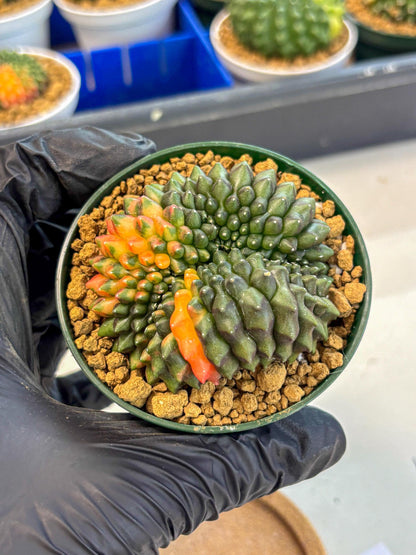 Gymnocalycium Inermis Cristata (gy9) (g3) | Variegated Cactus