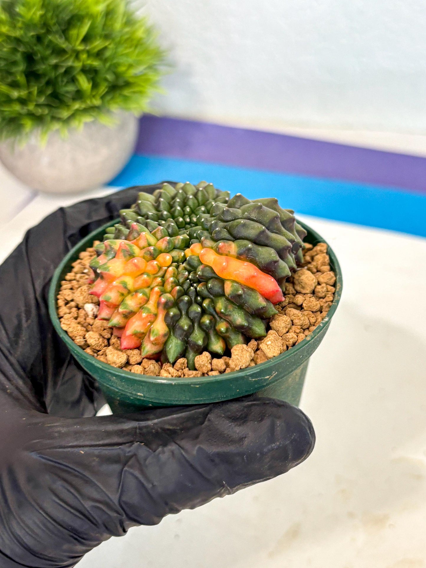 Gymnocalycium Inermis Cristata (gy9) (g3) | Variegated Cactus