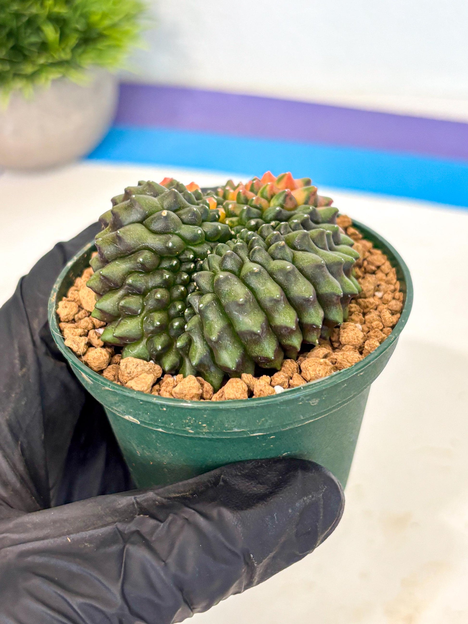 Gymnocalycium Inermis Cristata (gy9) (g3) | Variegated Cactus