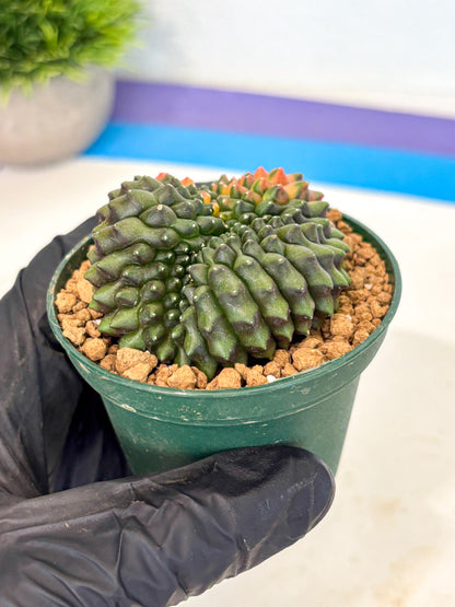 Gymnocalycium Inermis Cristata (gy9) (g3) | Variegated Cactus
