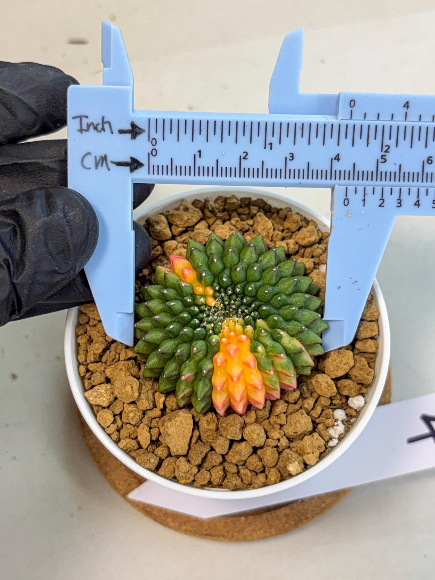 Gymnocalycium Inermis Cristata (gy9) (g4) | Variegated Cactus