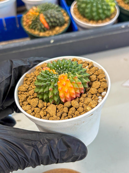 Gymnocalycium Inermis Cristata (gy9) (g4) | Variegated Cactus