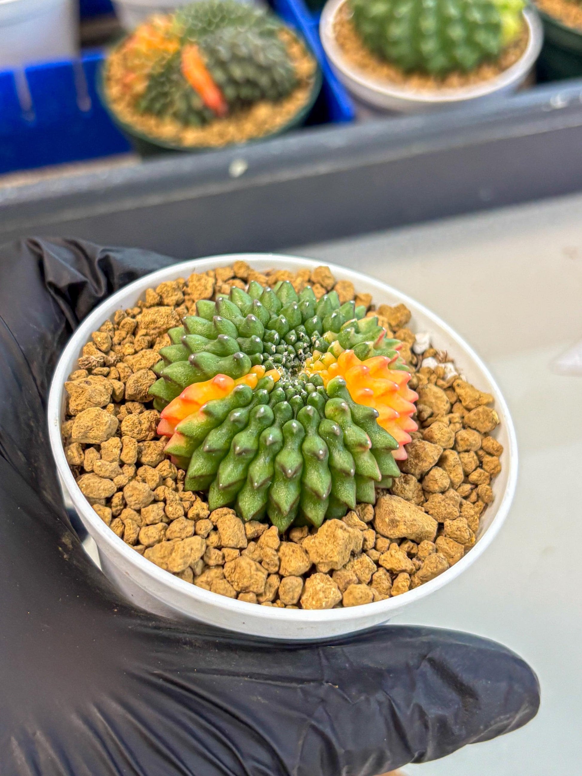 Gymnocalycium Inermis Cristata (gy9) (g4) | Variegated Cactus