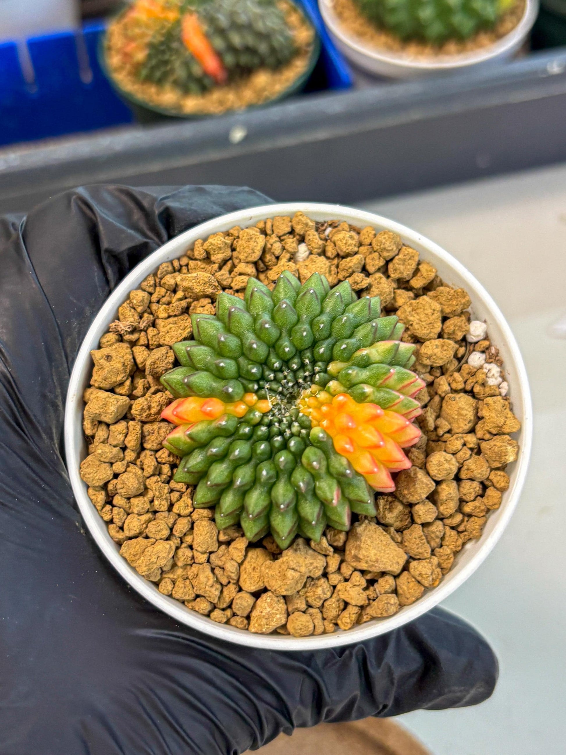 Gymnocalycium Inermis Cristata (gy9) (g4) | Variegated Cactus