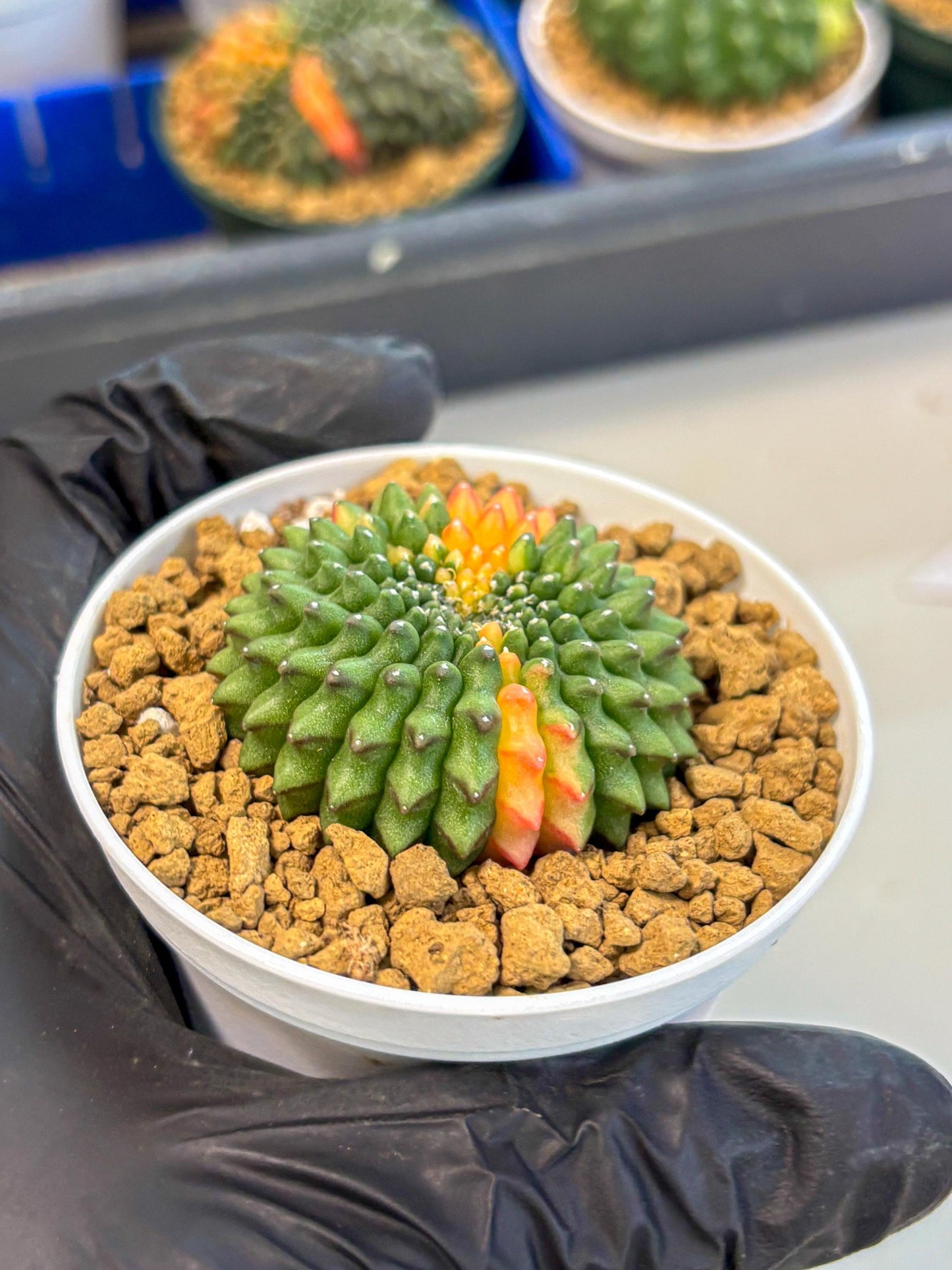Gymnocalycium Inermis Cristata (gy9) (g4) | Variegated Cactus