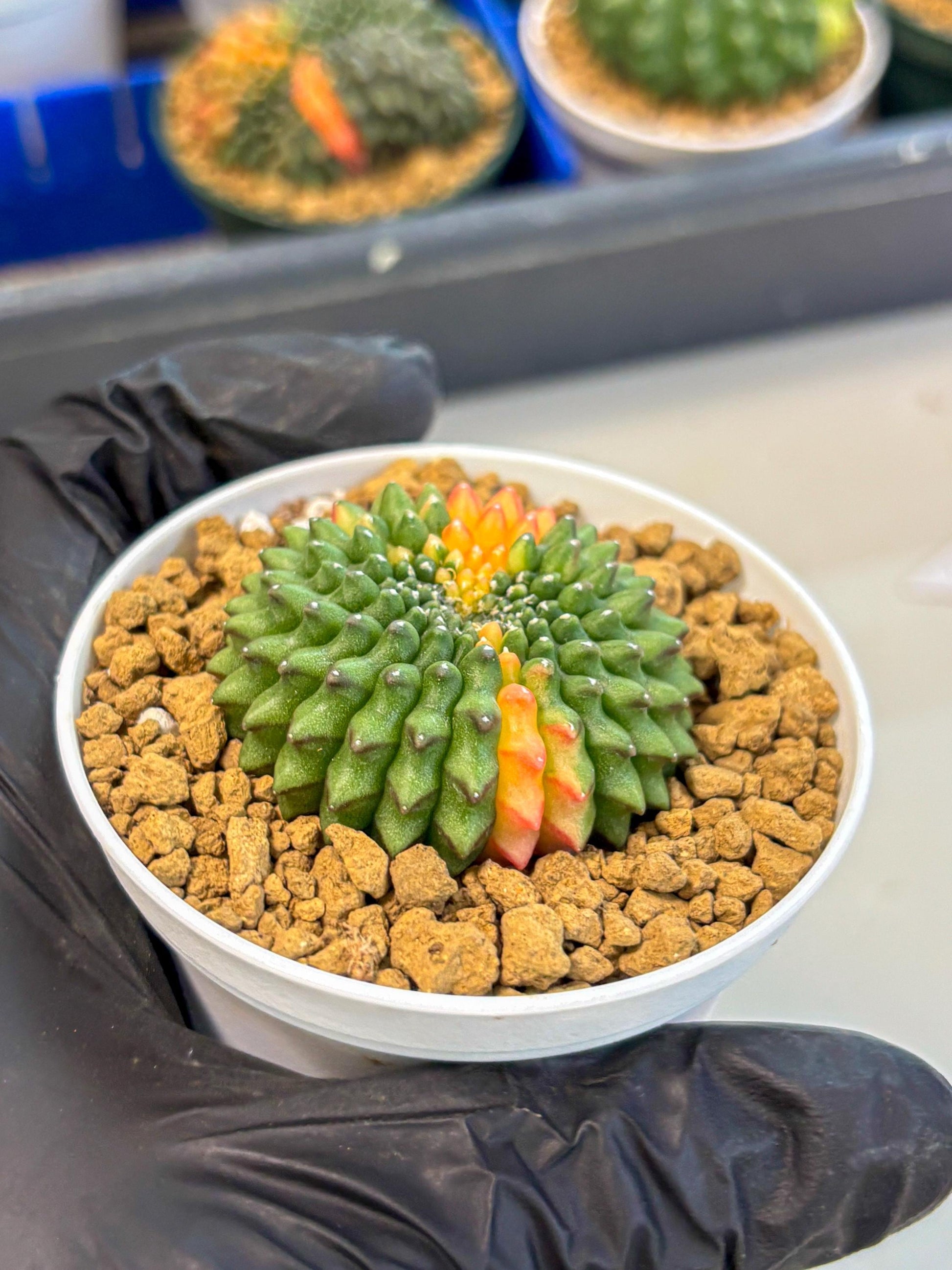 Gymnocalycium Inermis Cristata (gy9) (g4) | Variegated Cactus