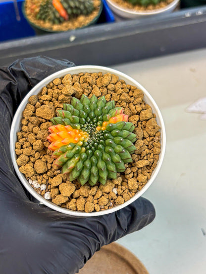 Gymnocalycium Inermis Cristata (gy9) (g4) | Variegated Cactus