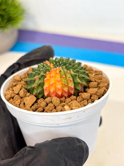 Gymnocalycium Inermis Cristata (gy9) (g4) | Variegated Cactus