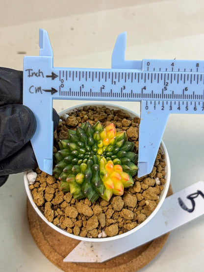 Gymnocalycium Inermis Cristata (gy9) (g5) | Variegated Cactus