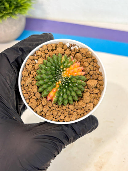 Gymnocalycium Inermis Cristata (gy9) (g4) | Variegated Cactus