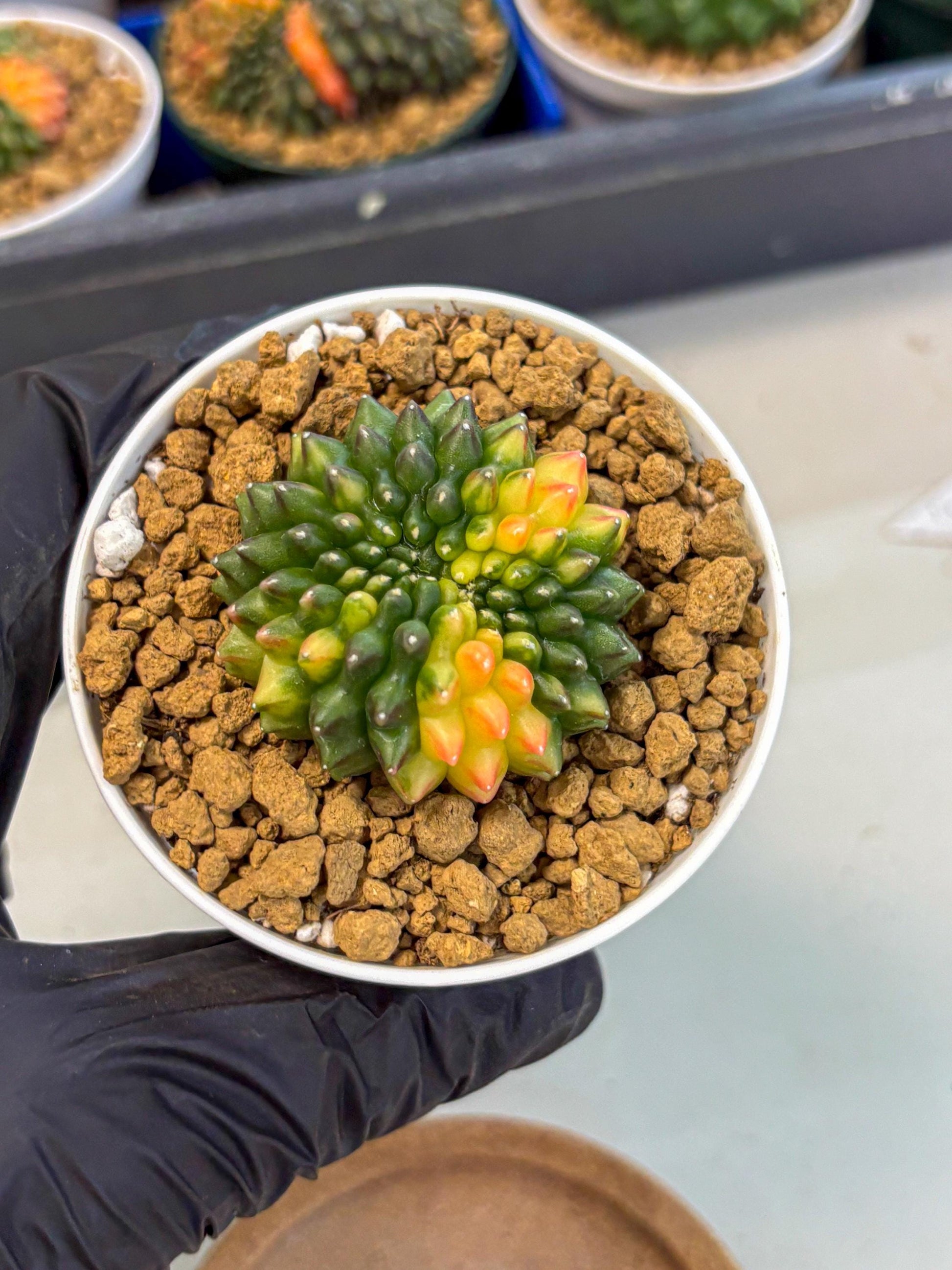 Gymnocalycium Inermis Cristata (gy9) (g5) | Variegated Cactus