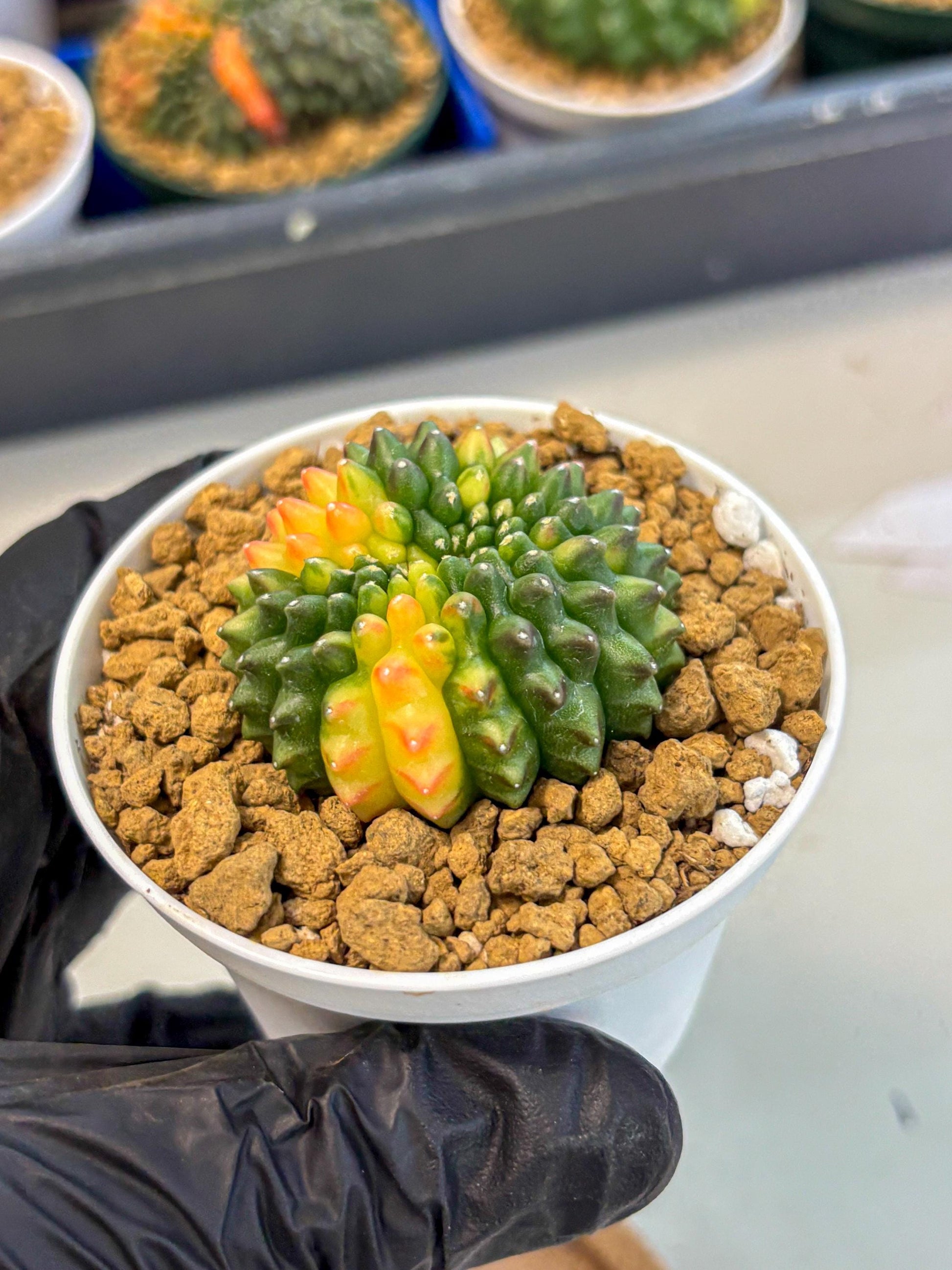 Gymnocalycium Inermis Cristata (gy9) (g5) | Variegated Cactus