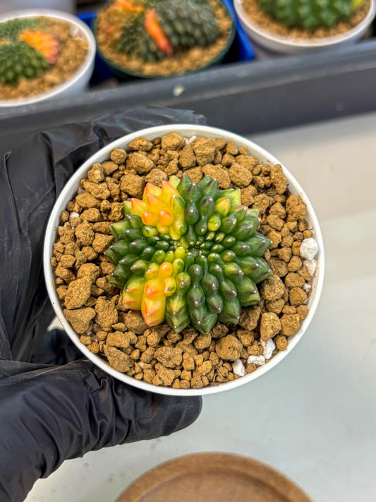 Gymnocalycium Inermis Cristata (gy9) (g5) | Variegated Cactus