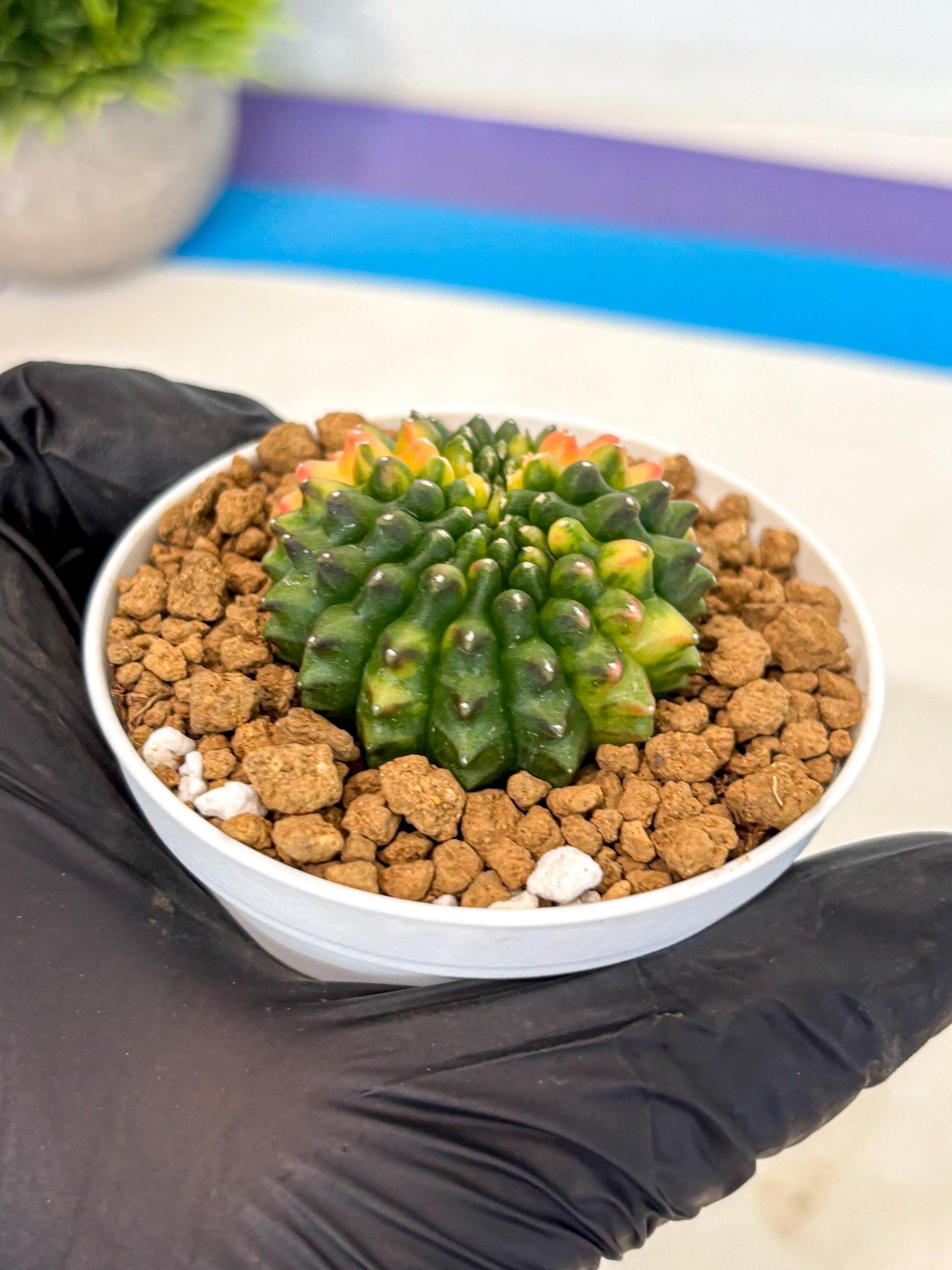 Gymnocalycium Inermis Cristata (gy9) (g5) | Variegated Cactus