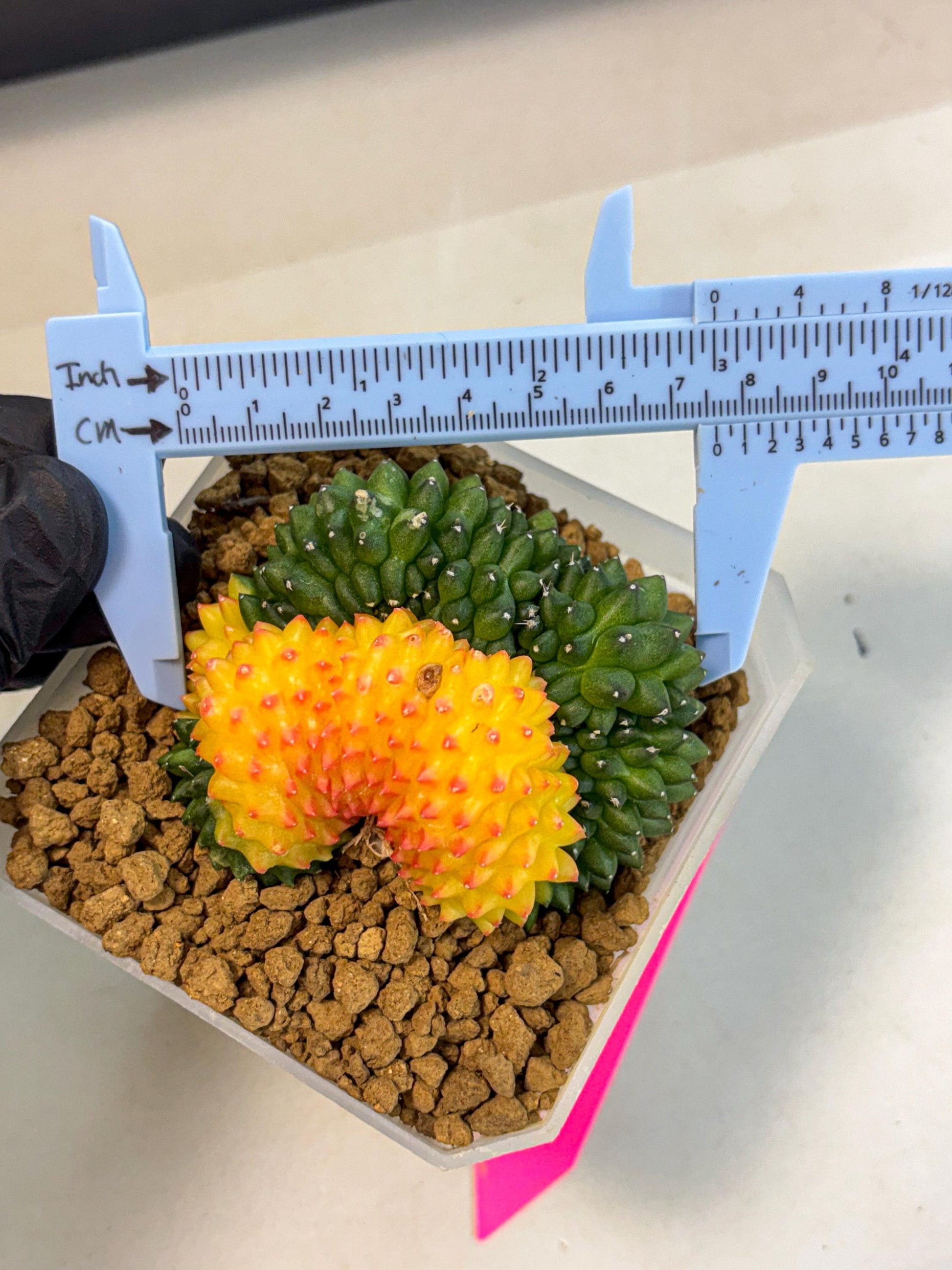 Gymnocalycium Inermis Cristata (gy9) (p) | XL Variegated Cactus