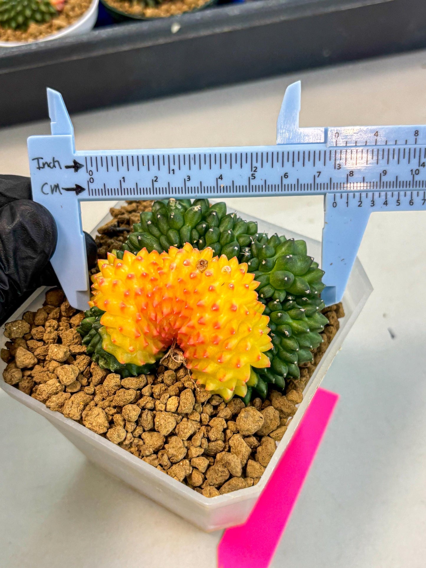 Gymnocalycium Inermis Cristata (gy9) (p) | XL Variegated Cactus