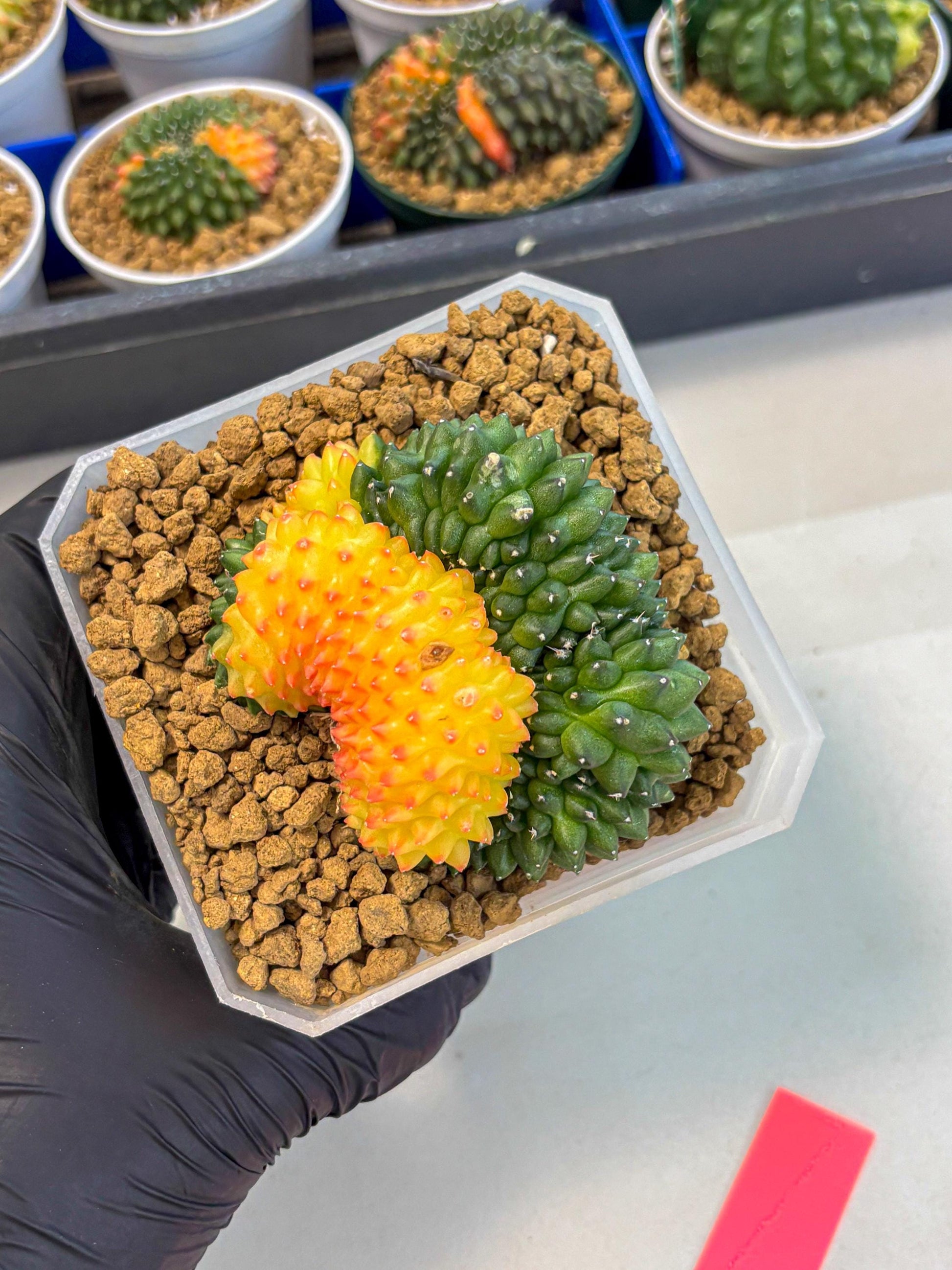 Gymnocalycium Inermis Cristata (gy9) (p) | XL Variegated Cactus
