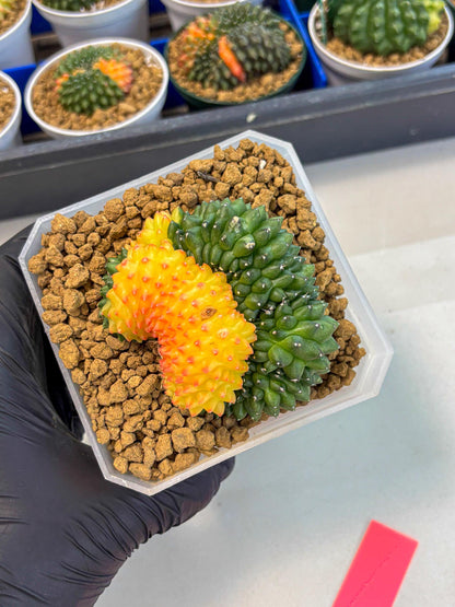 Gymnocalycium Inermis Cristata (gy9) (p) | XL Variegated Cactus