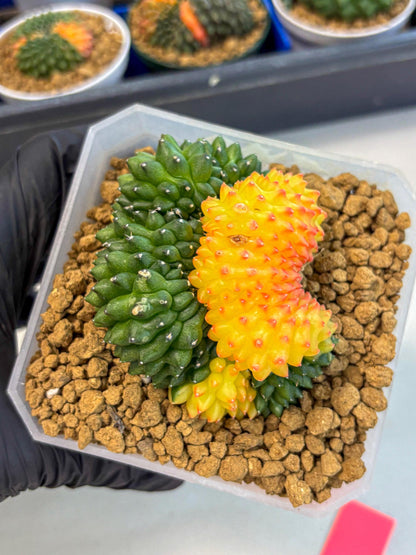 Gymnocalycium Inermis Cristata (gy9) (p) | XL Variegated Cactus
