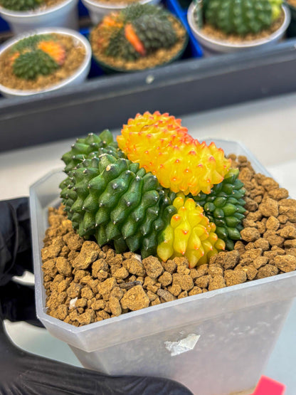 Gymnocalycium Inermis Cristata (gy9) (p) | XL Variegated Cactus
