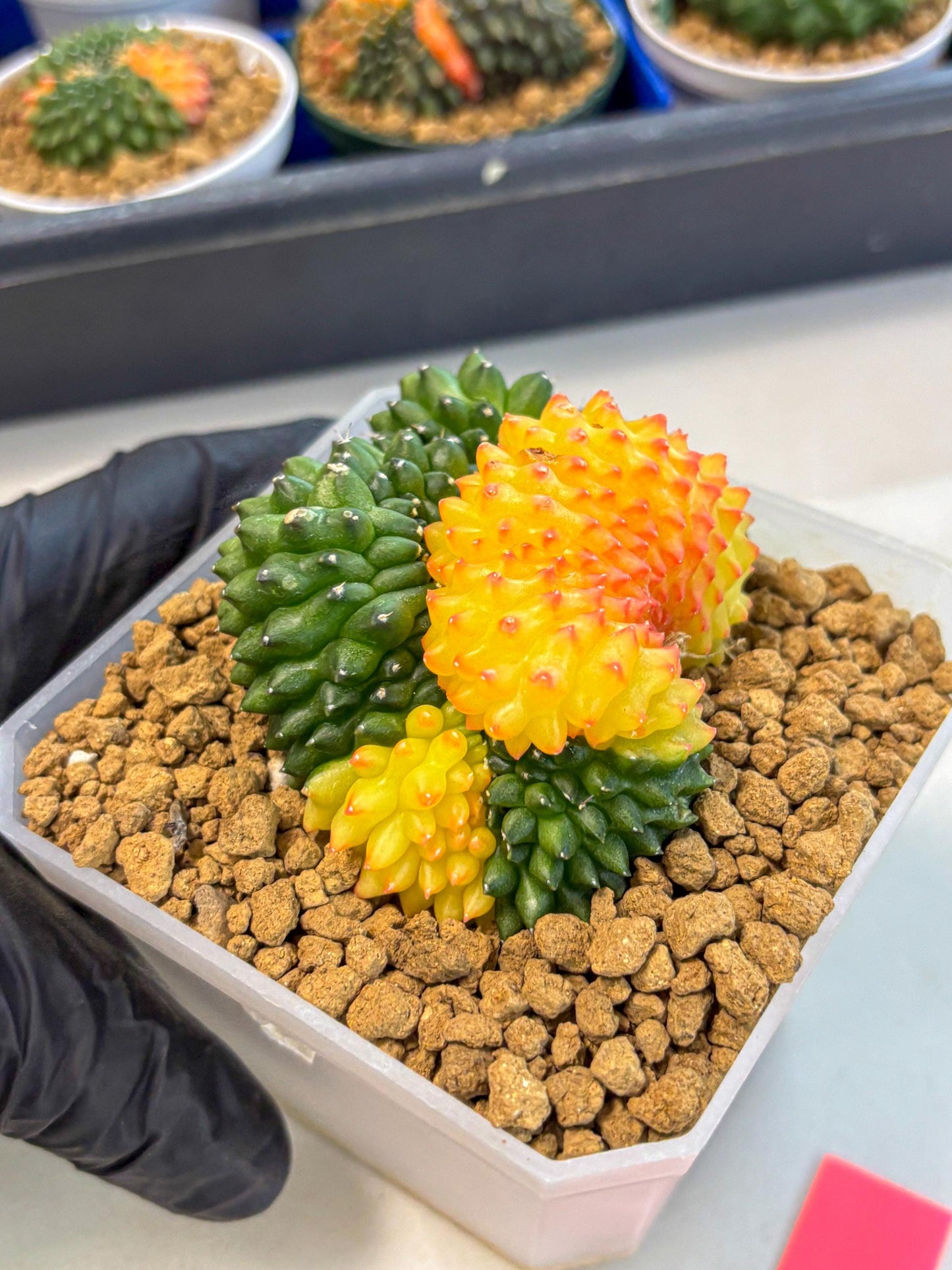 Gymnocalycium Inermis Cristata (gy9) (p) | XL Variegated Cactus