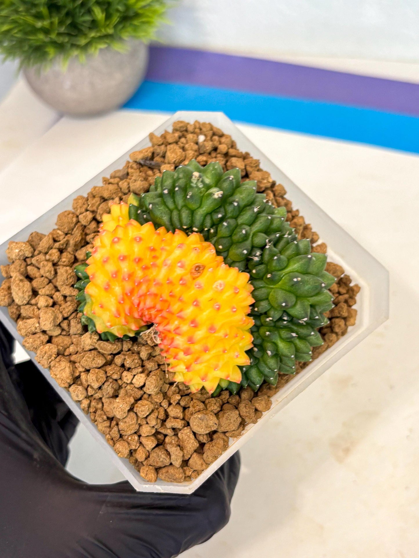 Gymnocalycium Inermis Cristata (gy9) (p) | XL Variegated Cactus