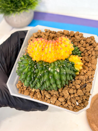 Gymnocalycium Inermis Cristata (gy9) (p) | XL Variegated Cactus