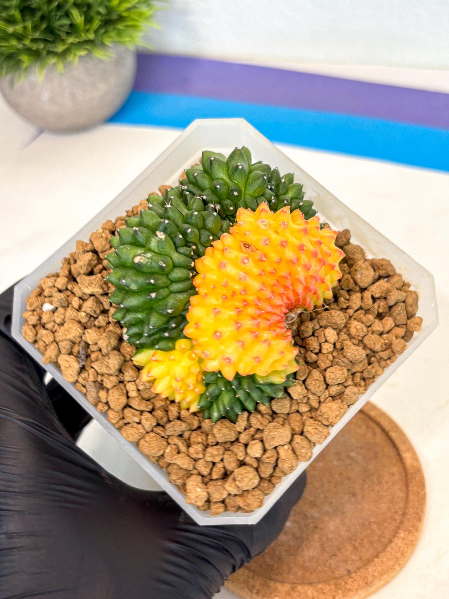 Gymnocalycium Inermis Cristata (gy9) (p) | XL Variegated Cactus