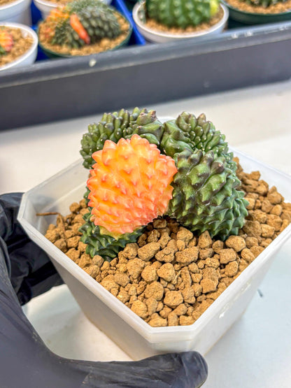 Gymnocalycium Inermis Cristata (gy9) (y) | XL Variegated Cactus